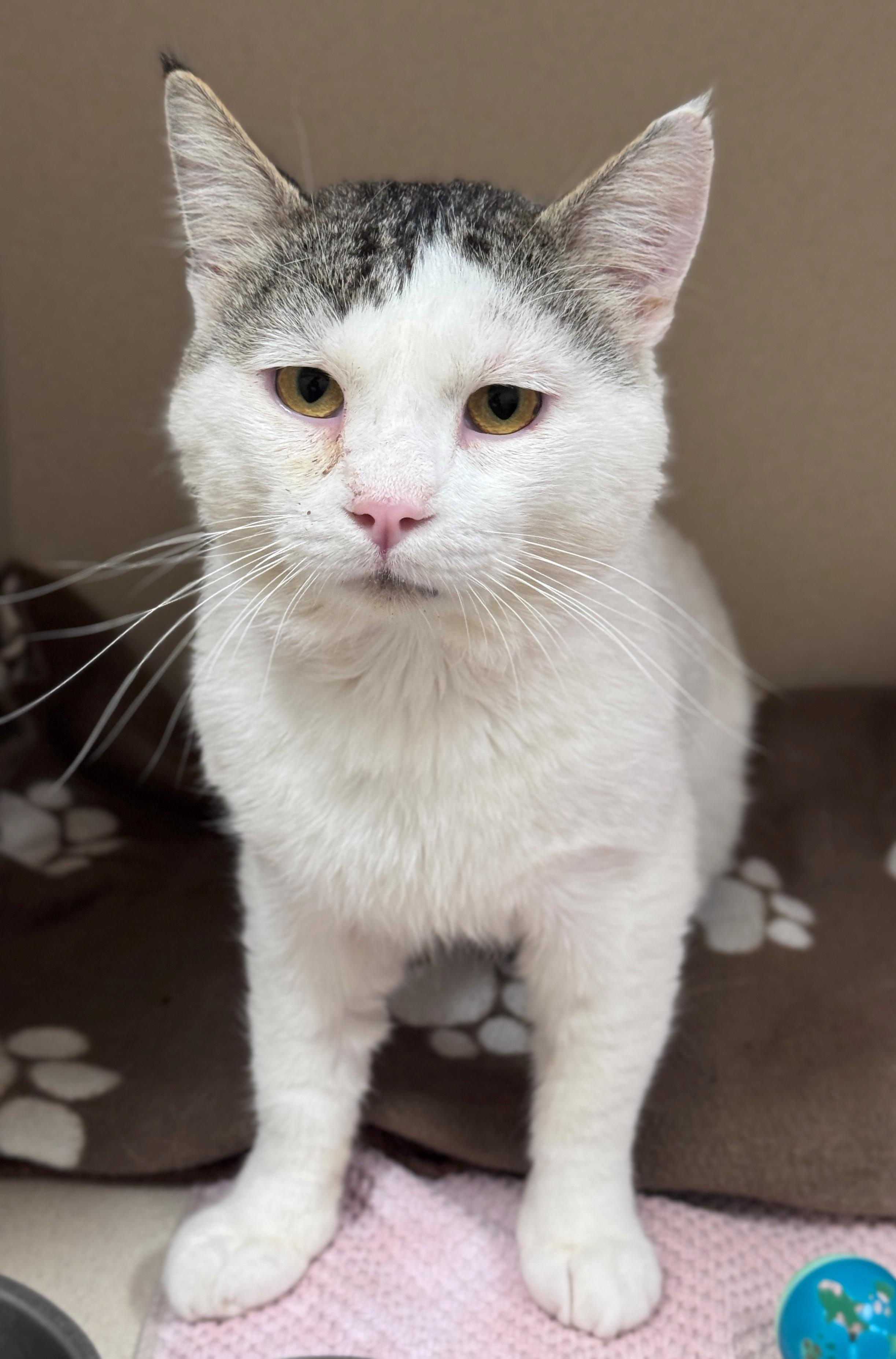 Duke, a ADOPTABLE Domestic Short Hair in Hackensack, MN image 3/6