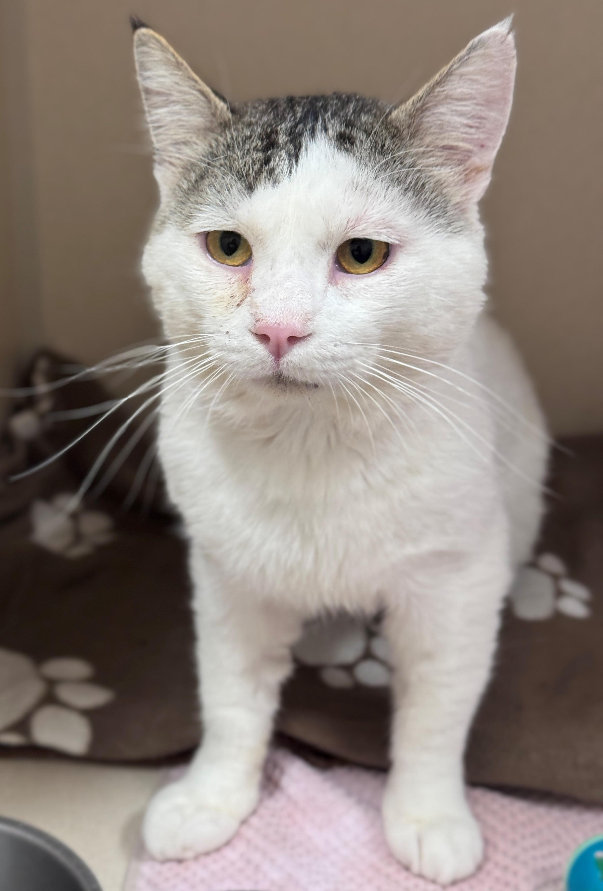 Duke, a ADOPTABLE Domestic Short Hair in Hackensack, MN image 5/6