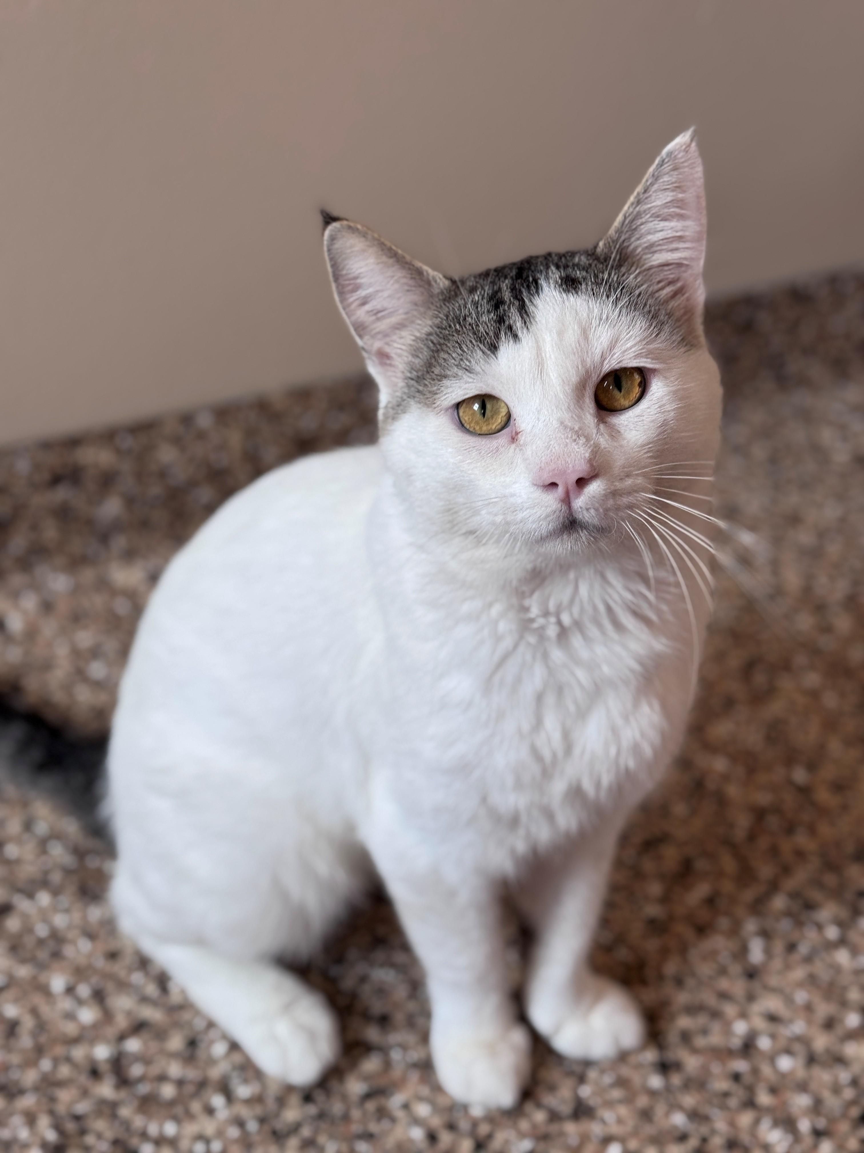 Duke, a ADOPTABLE Domestic Short Hair in Hackensack, MN image 6/6