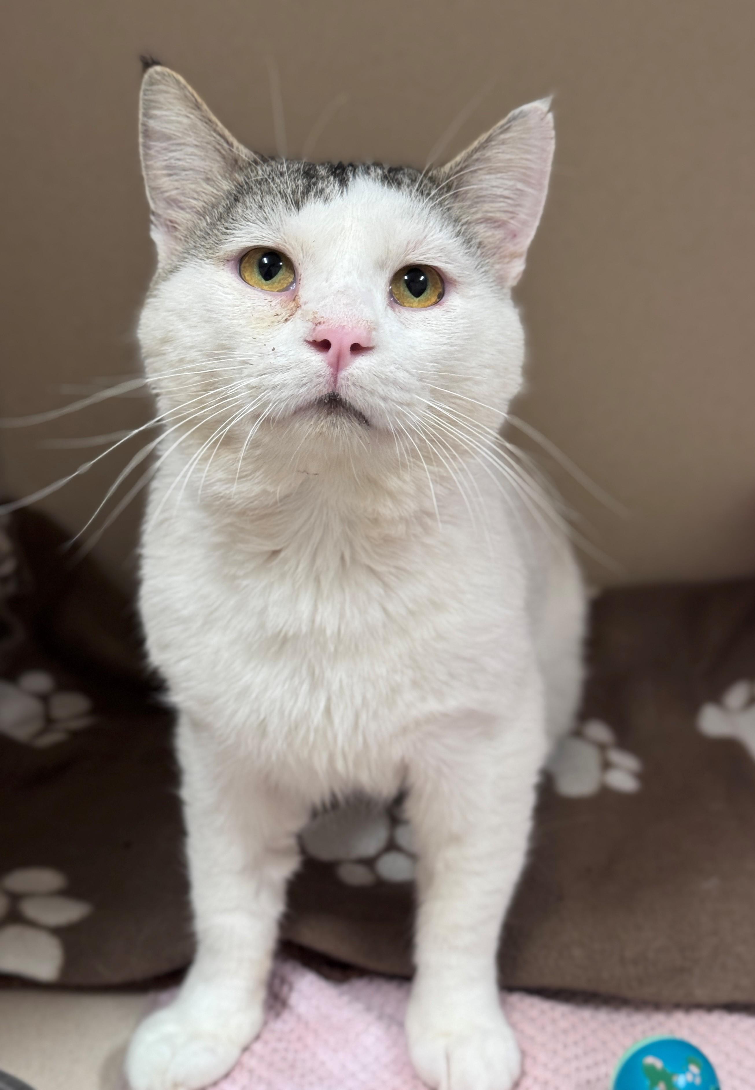 Duke, a ADOPTABLE Domestic Short Hair in Hackensack, MN image 4/6
