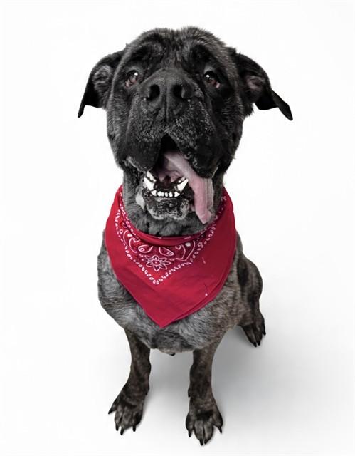 WINSTON, Adoptable, Adult Male Mastiff.