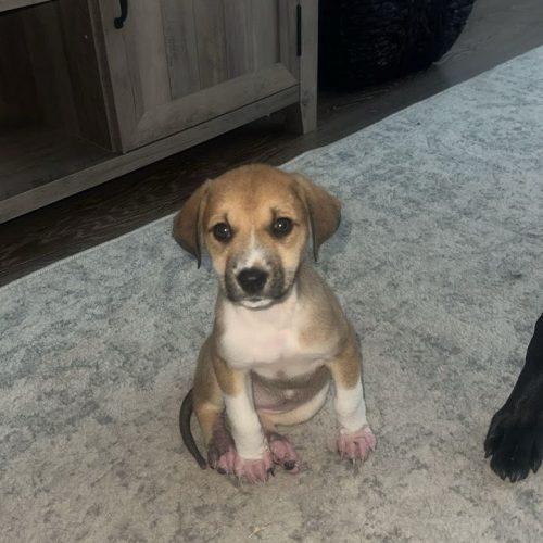 Enlarge Maple, a Adoptable mixed breed in Wilmington, NC image 4/6