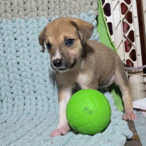 Enlarge Maple, a Adoptable mixed breed in Wilmington, NC image 6/6