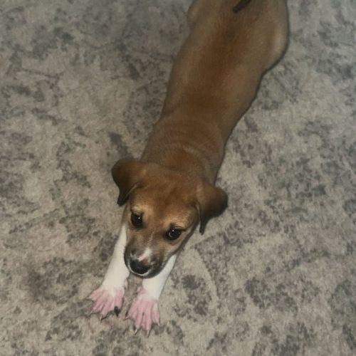 Maple, Adoptable, Puppy Female Feist & Labrador Retriever.