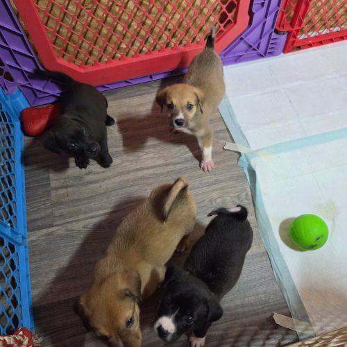 Enlarge Maple, a Adoptable mixed breed in Wilmington, NC image 3/6