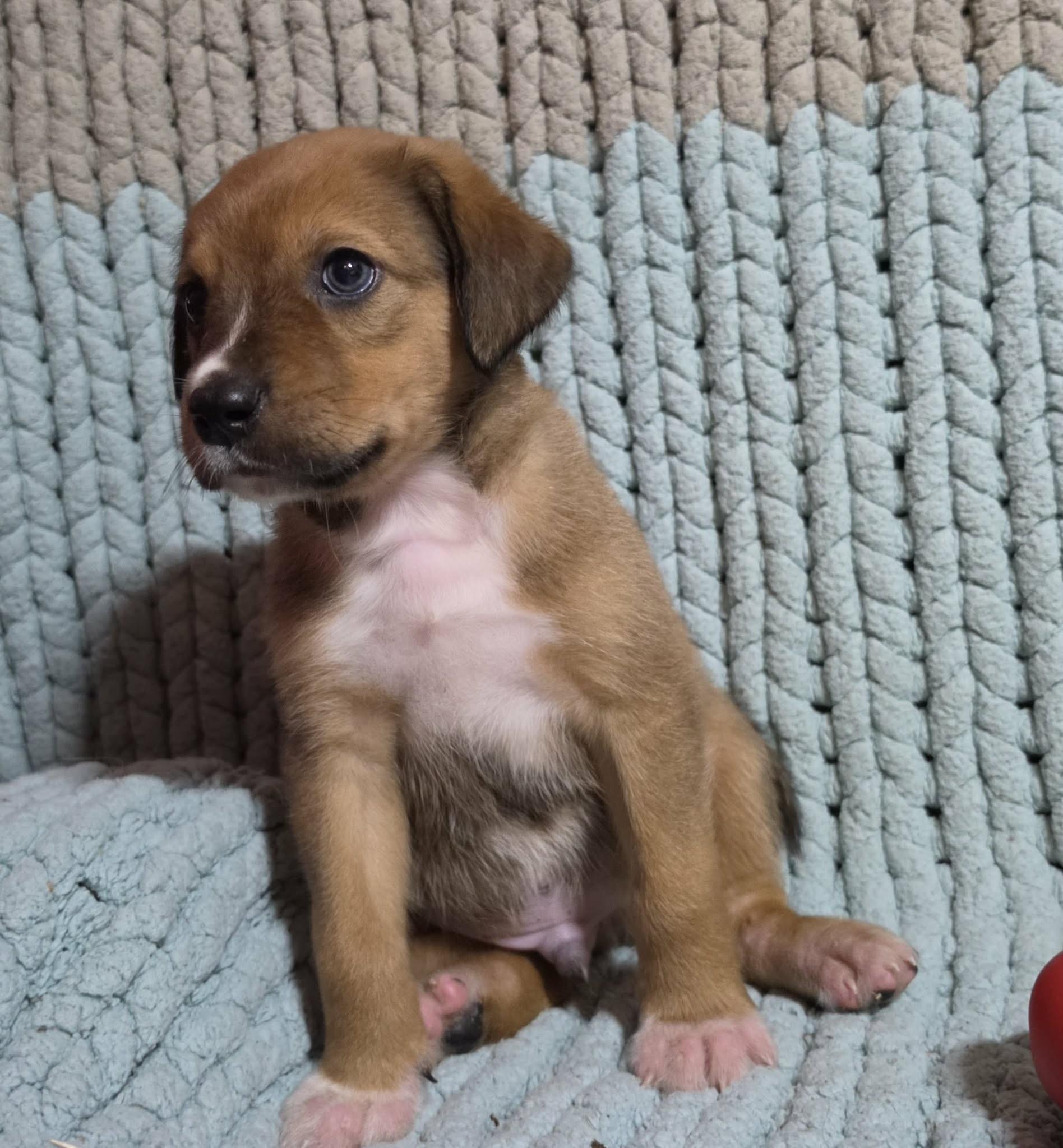 Enlarge Maple, a Adoptable mixed breed in Wilmington, NC image 2/6