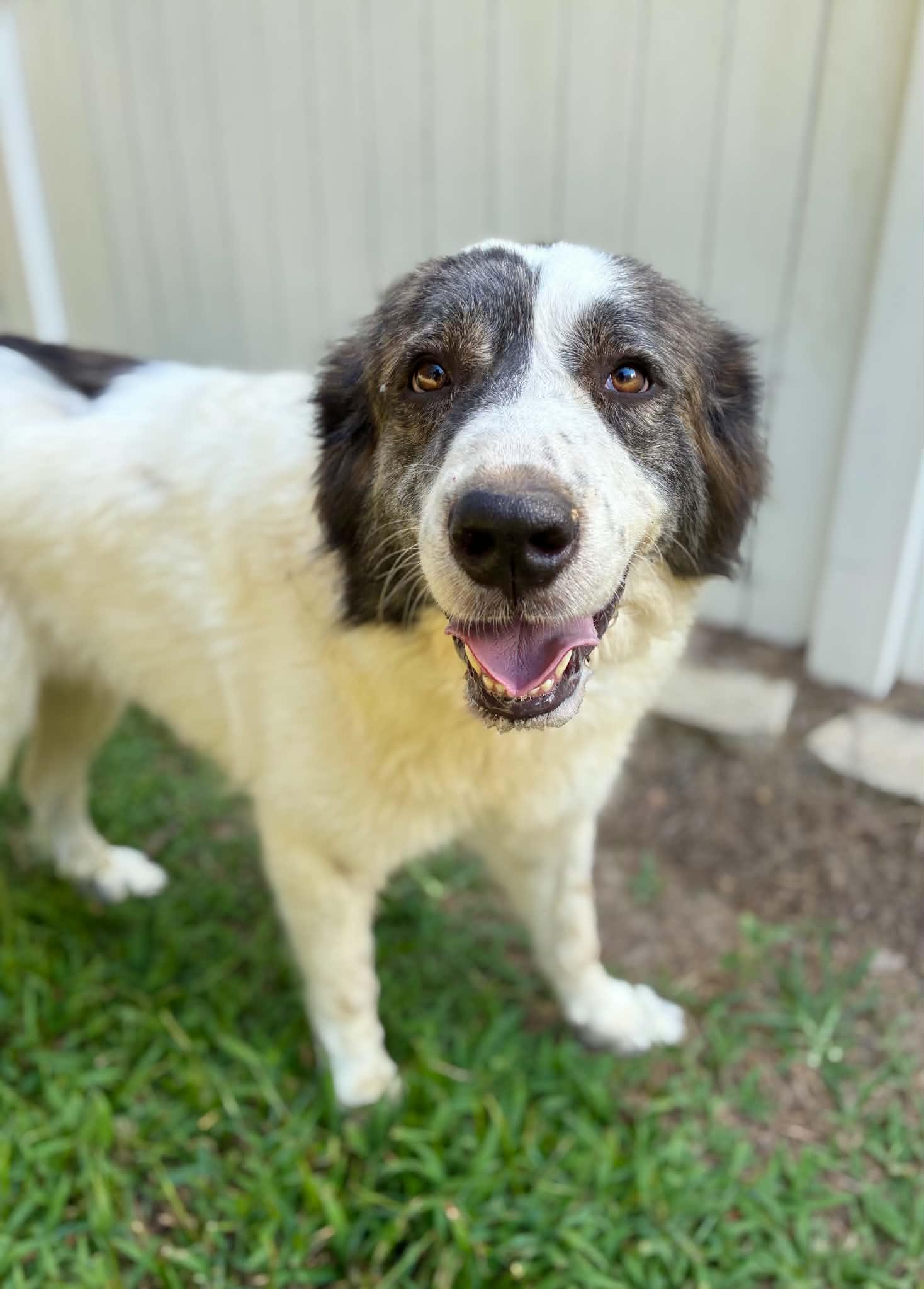 Enlarge Sampson & Delilah - Sibling Pair, a Adoptable Great Pyrenees in Newburgh, NY image 5/6