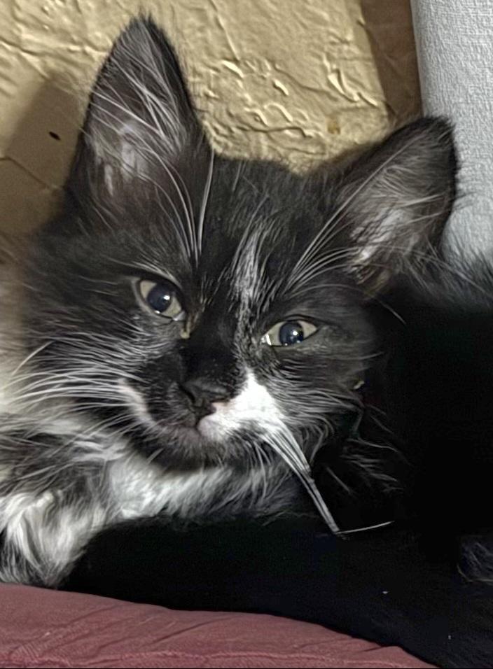 Enlarge Enzo, a Adoptable Tuxedo in Springfield, OR image 1/3