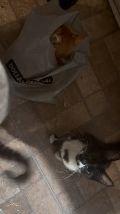 Enlarge Enzo, a Adoptable Tuxedo in Springfield, OR video 3/3