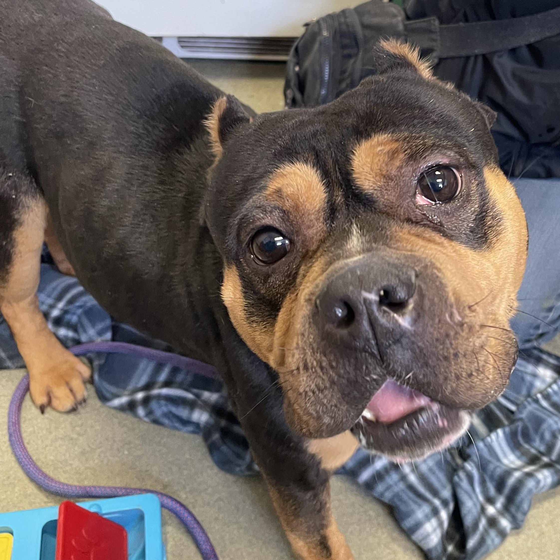 Enlarge Monchichi, an adoptable Bulldog in Buffalo, NY image 4/6