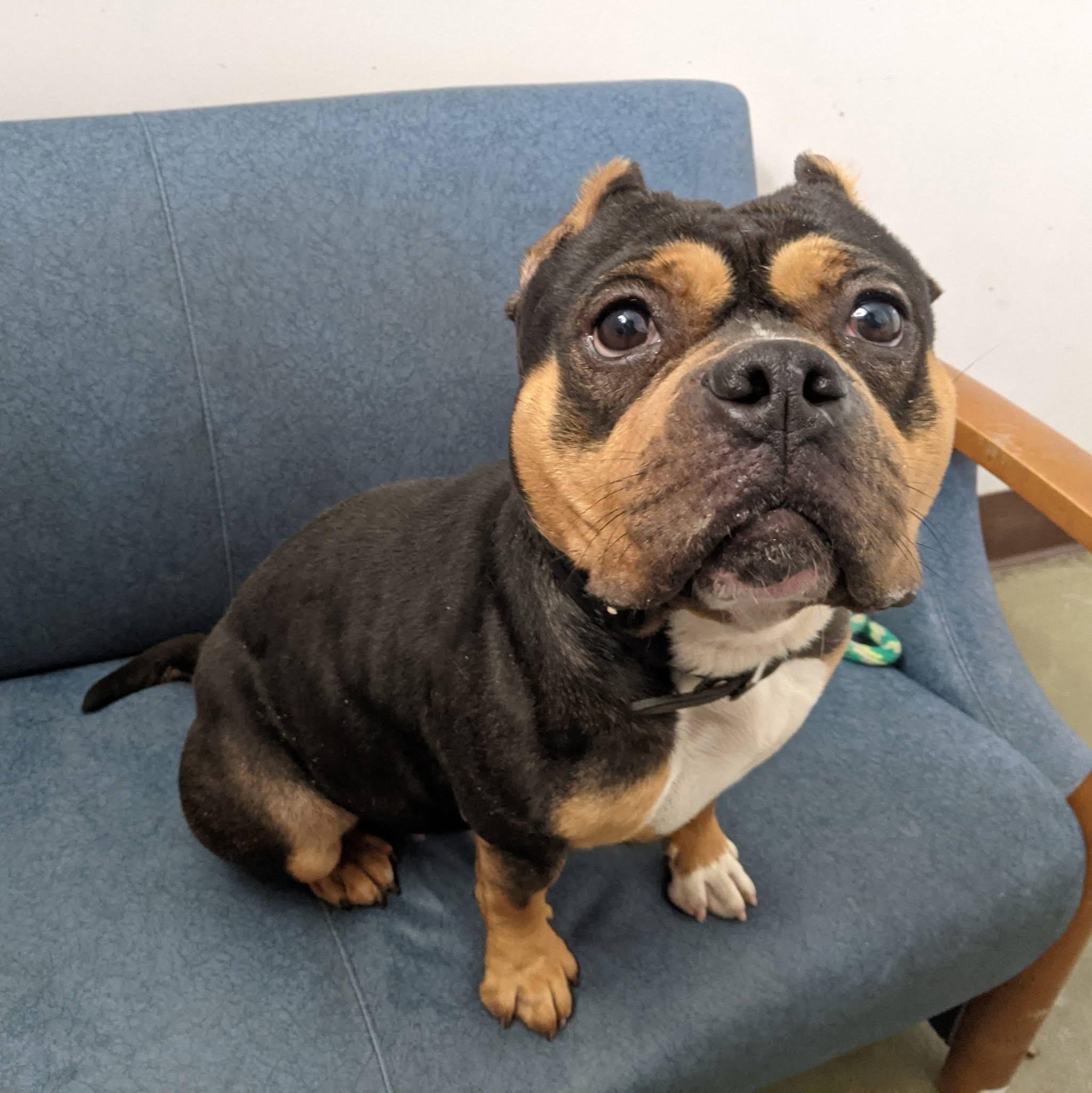 Enlarge Monchichi, an adoptable Bulldog in Buffalo, NY image 3/6