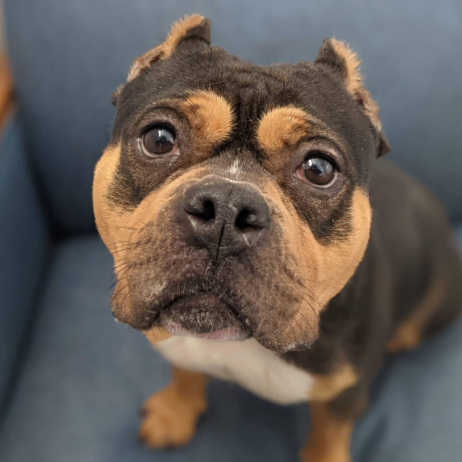 Monchichi, adoptable, Young Female Bulldog.