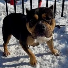 Enlarge Monchichi, an adoptable Bulldog in Buffalo, NY image 5/6