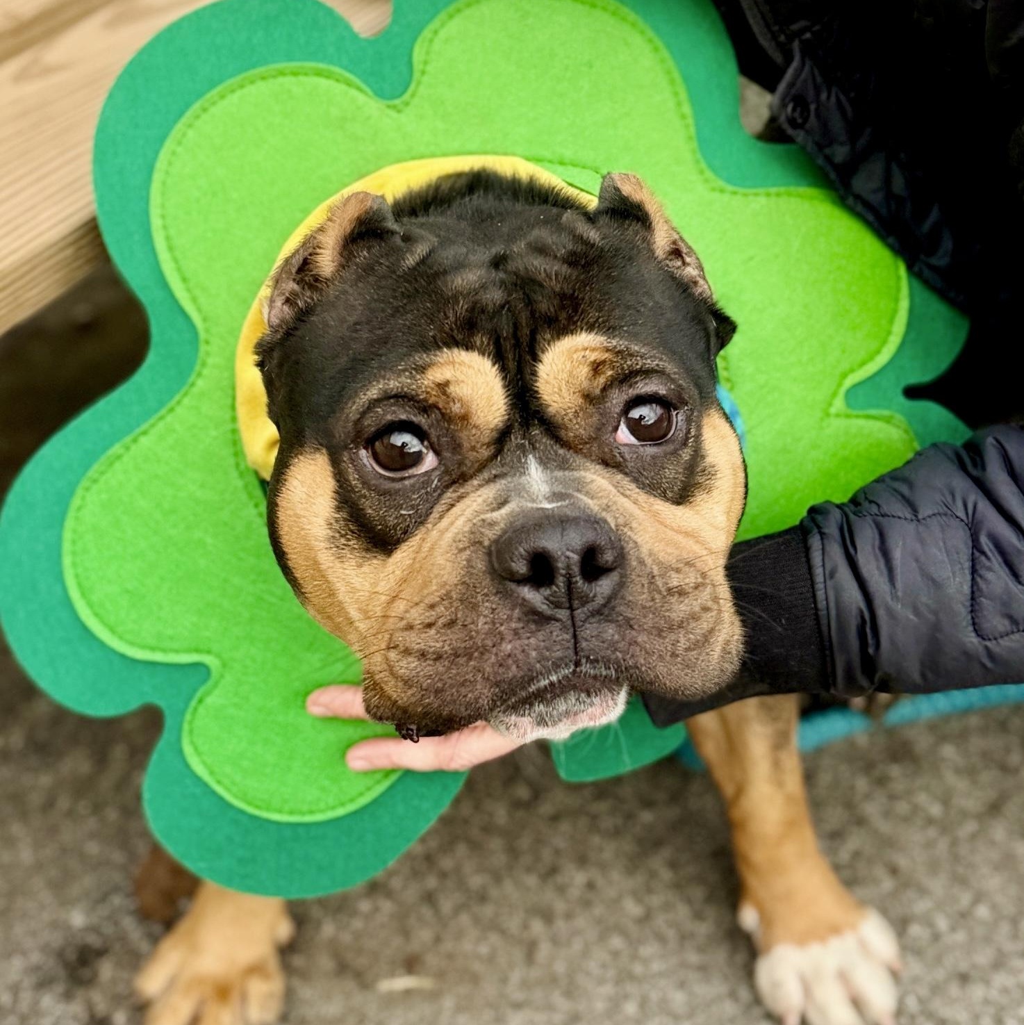 Enlarge Monchichi, an adoptable Bulldog in Buffalo, NY image 2/6