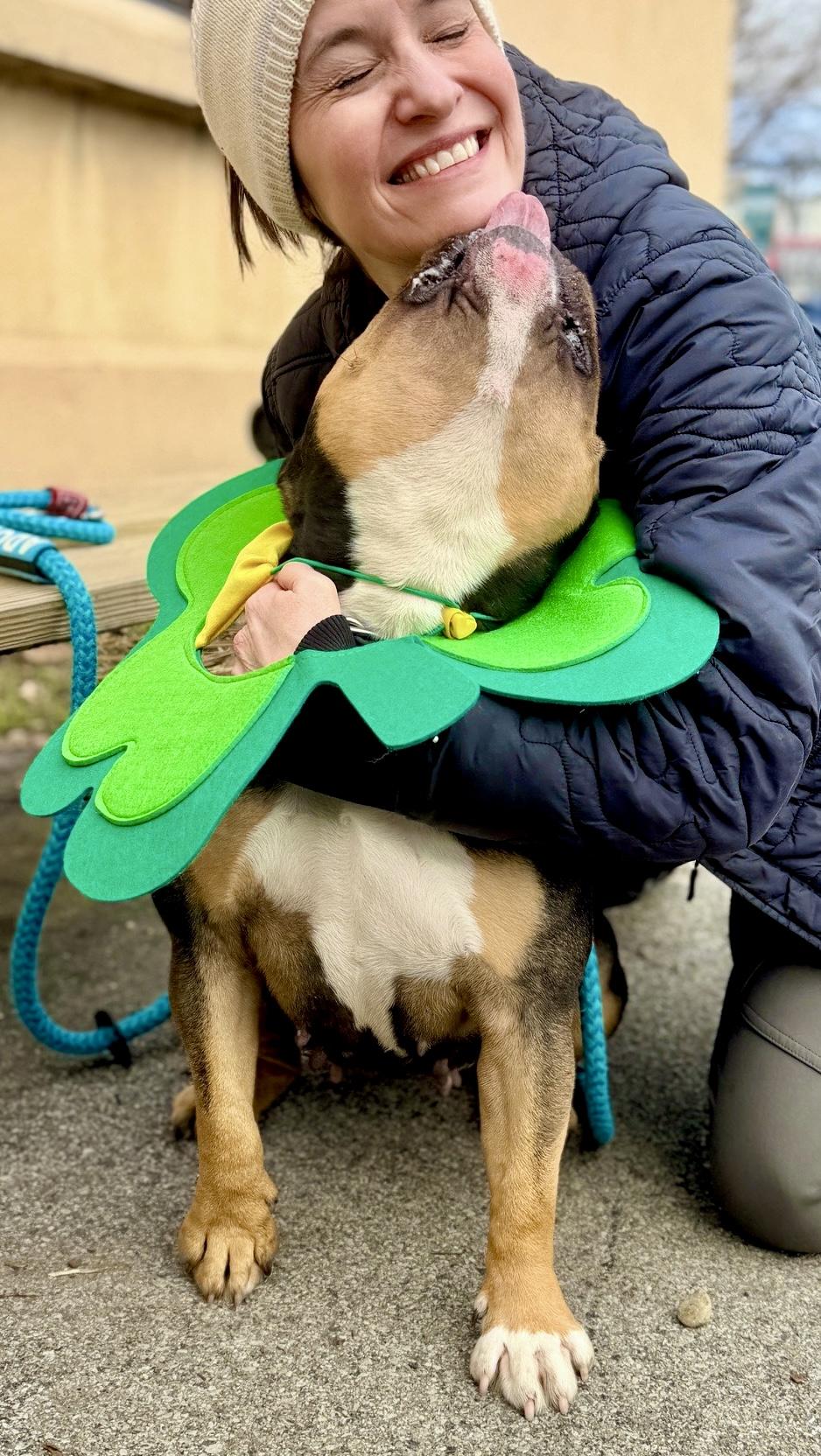 Enlarge Monchichi, an adoptable Bulldog in Buffalo, NY image 6/6