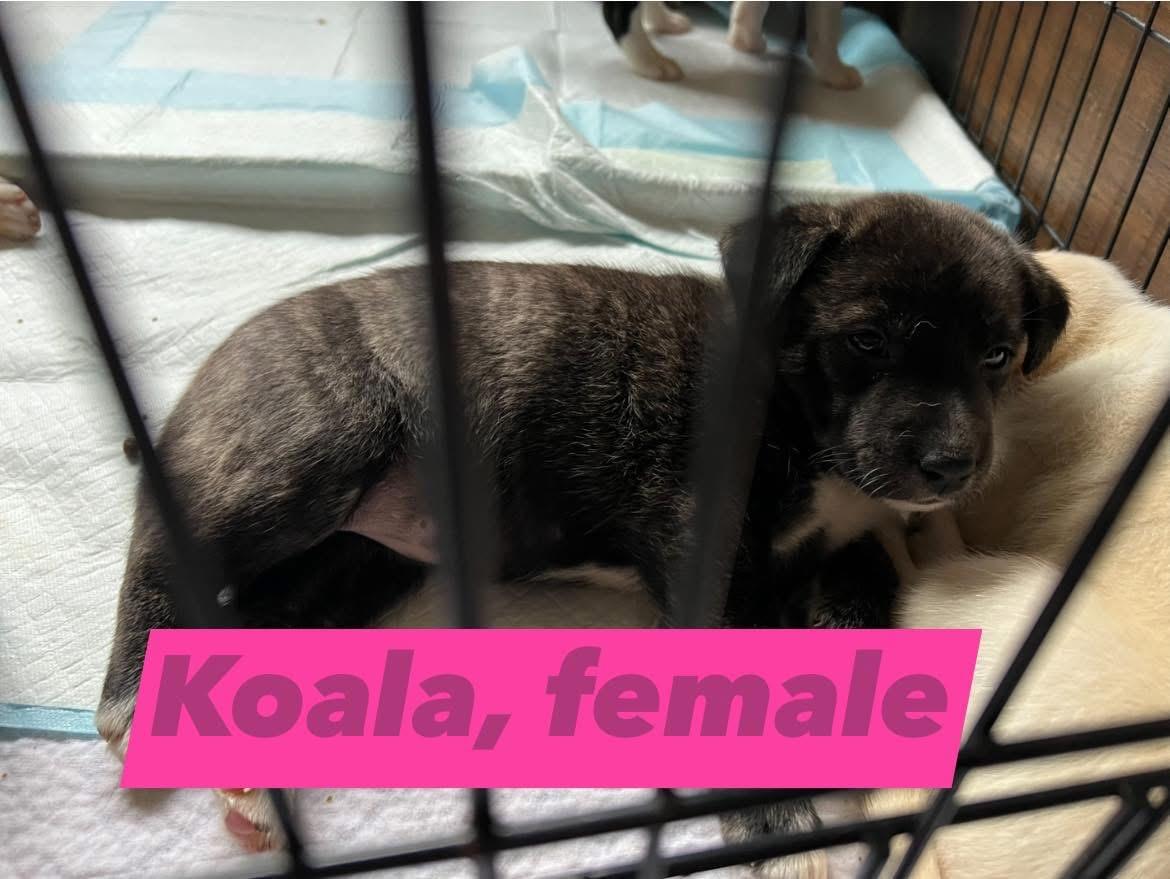 Koala, adopted, Puppy Female Pit Bull Terrier.