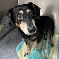 Enlarge Piper Paradise , a Adopted Dachshund in Houston, TX image 1/10