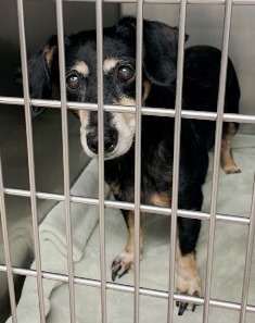 Enlarge Piper Paradise , a Adopted Dachshund in Houston, TX image 2/10