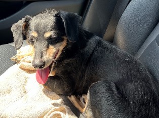 Enlarge Piper Paradise , a Adopted Dachshund in Houston, TX image 3/10