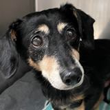 Enlarge Piper Paradise , a Adopted Dachshund in Houston, TX image 4/10