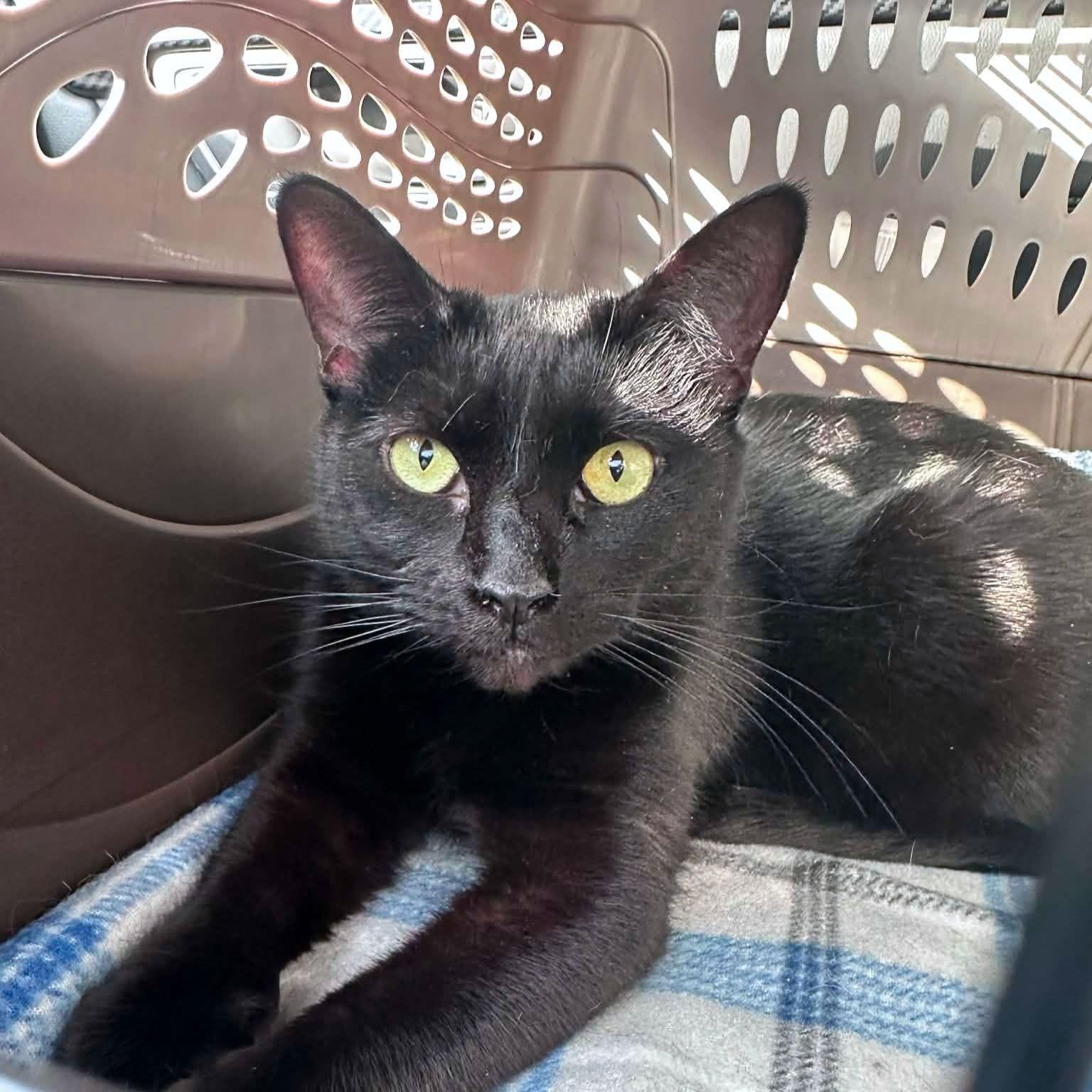 Azul, ADOPTABLE, Adult Female Domestic Short Hair.