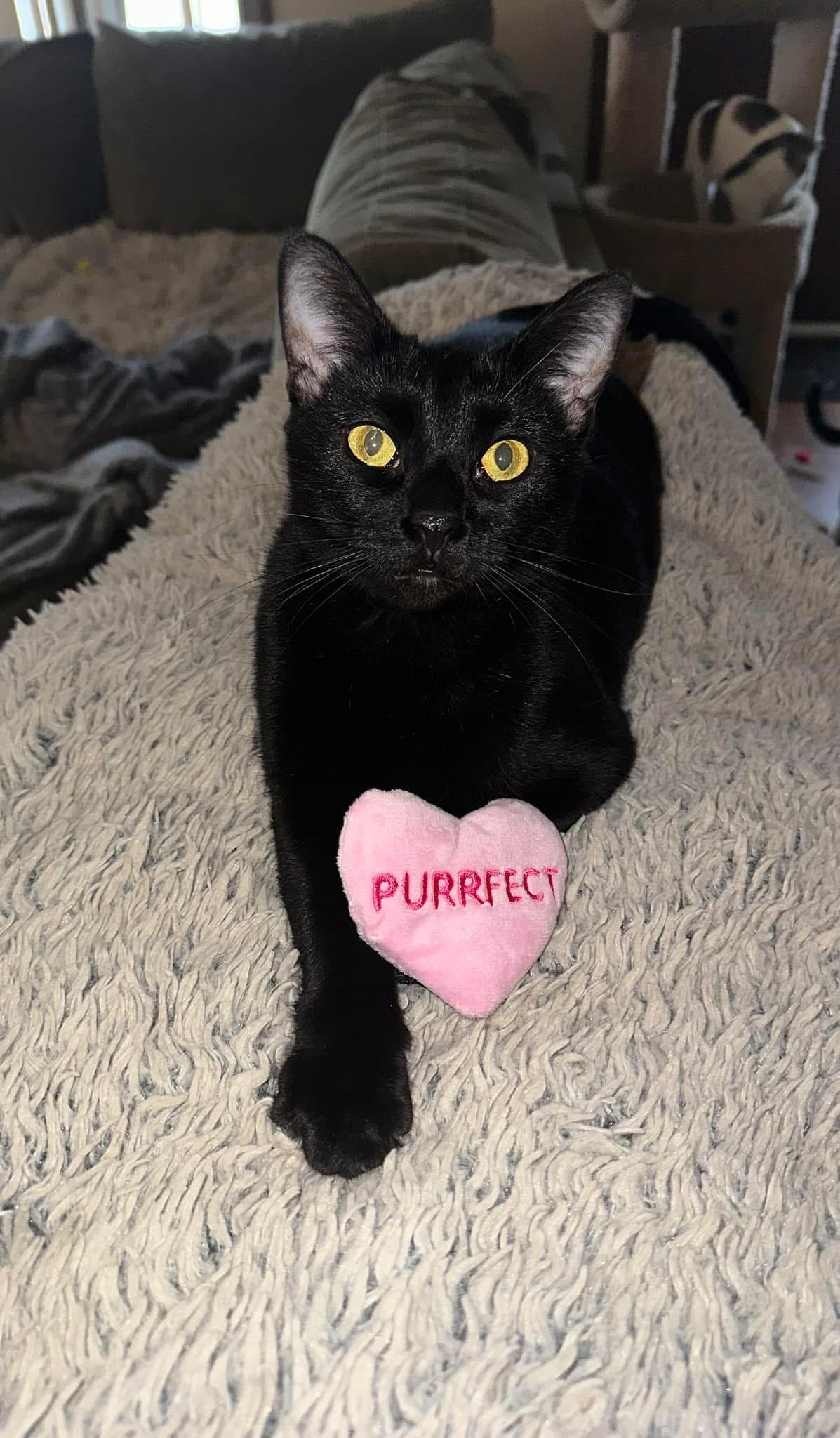 Azul, a ADOPTABLE Domestic Short Hair in Hamilton, MI image 2/2