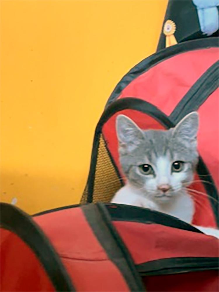 Sofi, Adopted, Young Female Domestic Short Hair.