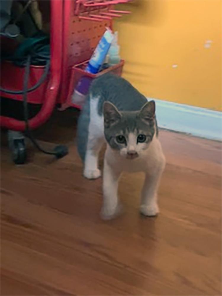 Sofi, a Adopted Domestic Short Hair in Weehawken, NJ image 2/5