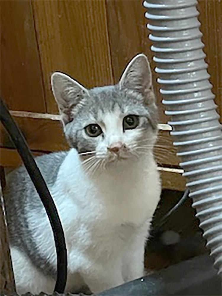 Sofi, a Adopted Domestic Short Hair in Weehawken, NJ image 4/5