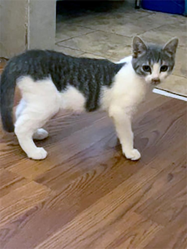 Sofi, a Adopted Domestic Short Hair in Weehawken, NJ image 5/5