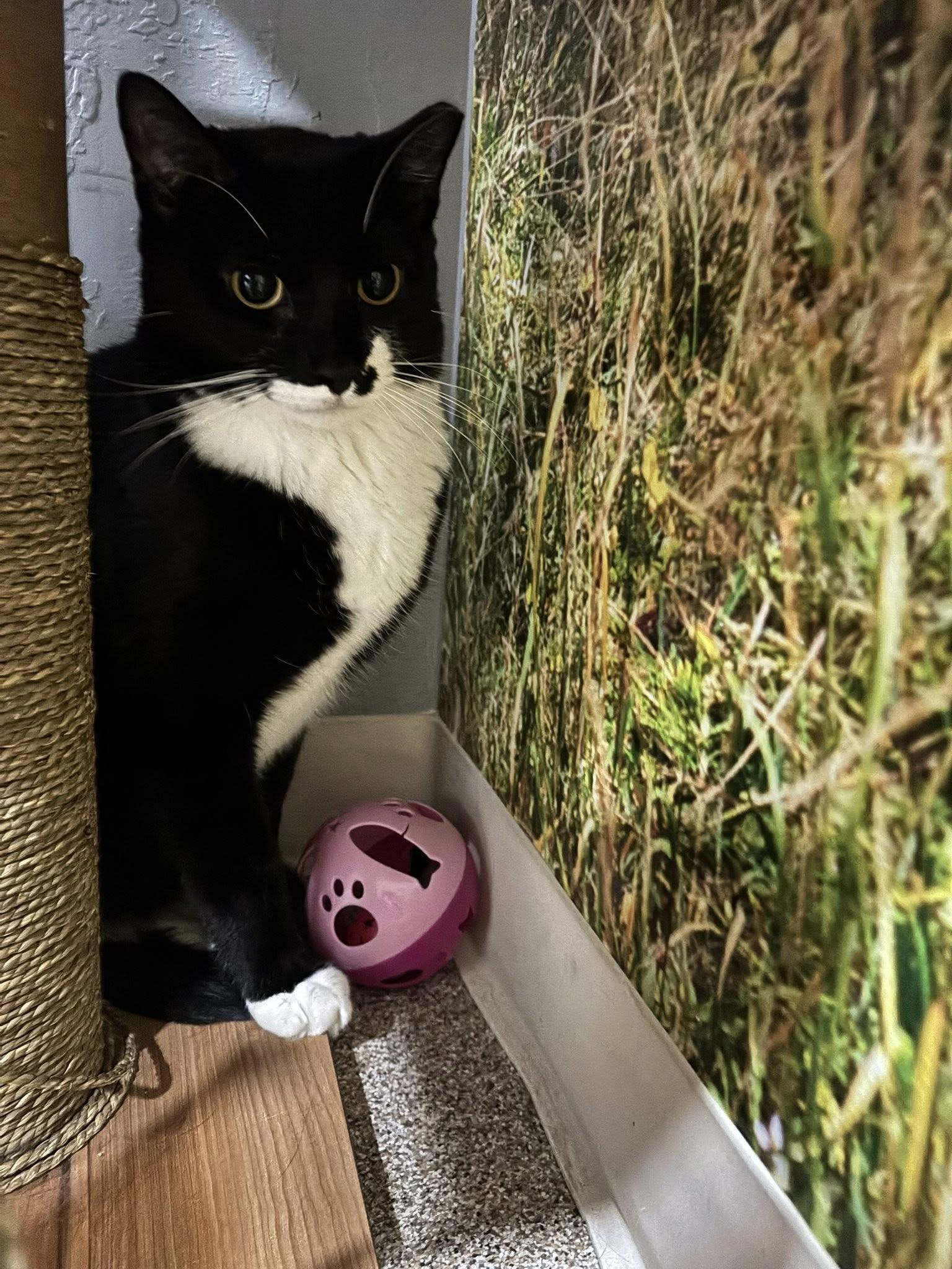 Tux, Adult Male Domestic Short Hair