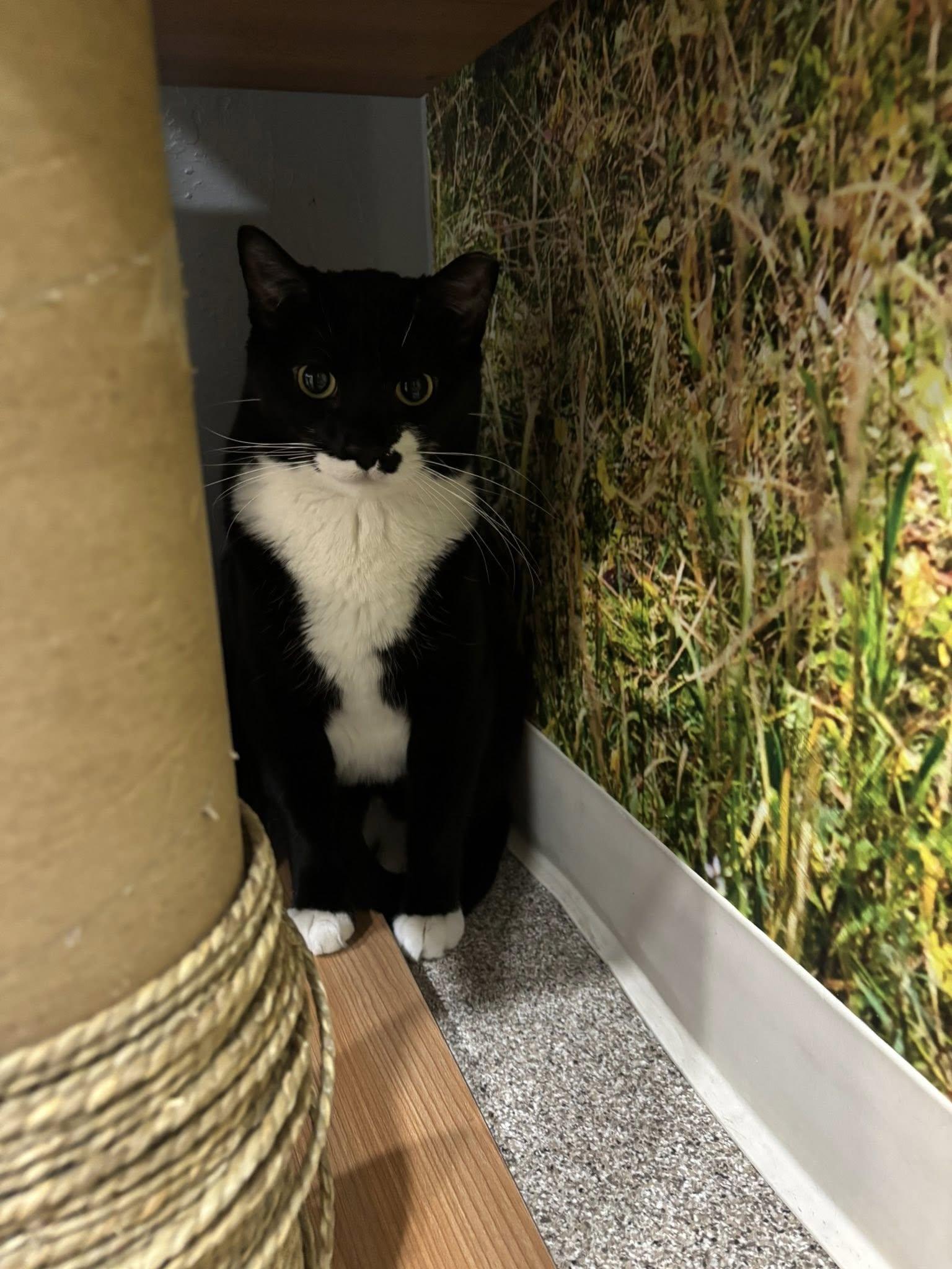 Tux, an adoptable Domestic Short Hair in Montrose, CO, 81401 | Photo Image 2