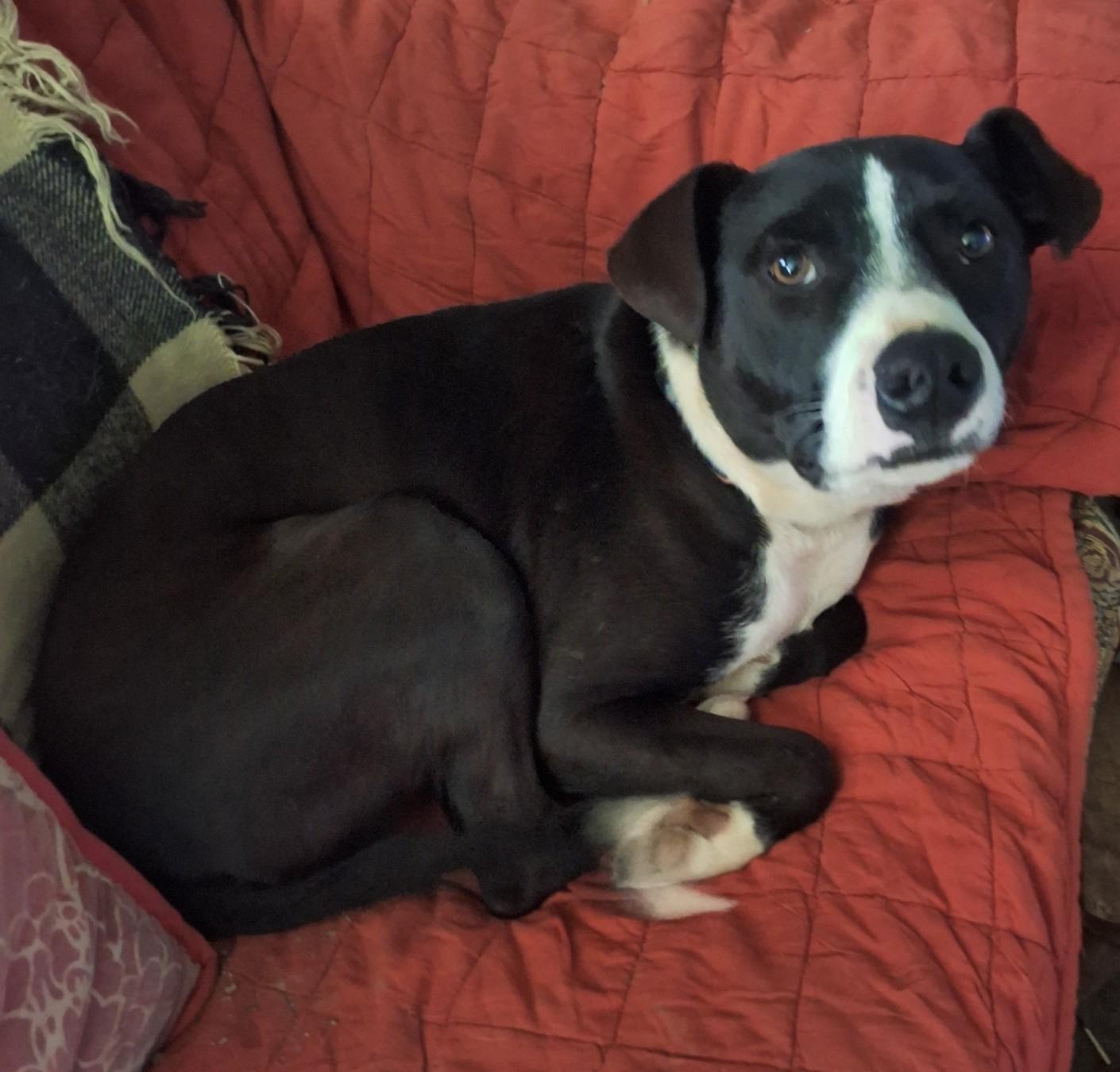 Jingle, a Adoptable mixed breed in Springville, PA image 1/2