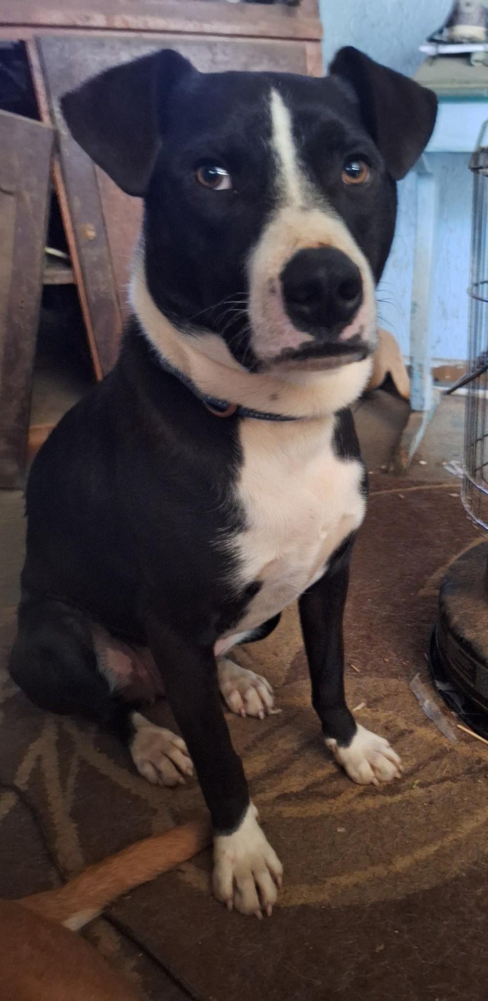 Jingle, a Adoptable mixed breed in Springville, PA image 2/2