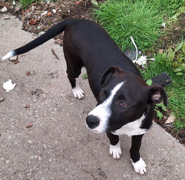 Jingle, a Adoptable mixed breed in Piney Flats, TN image 2/6