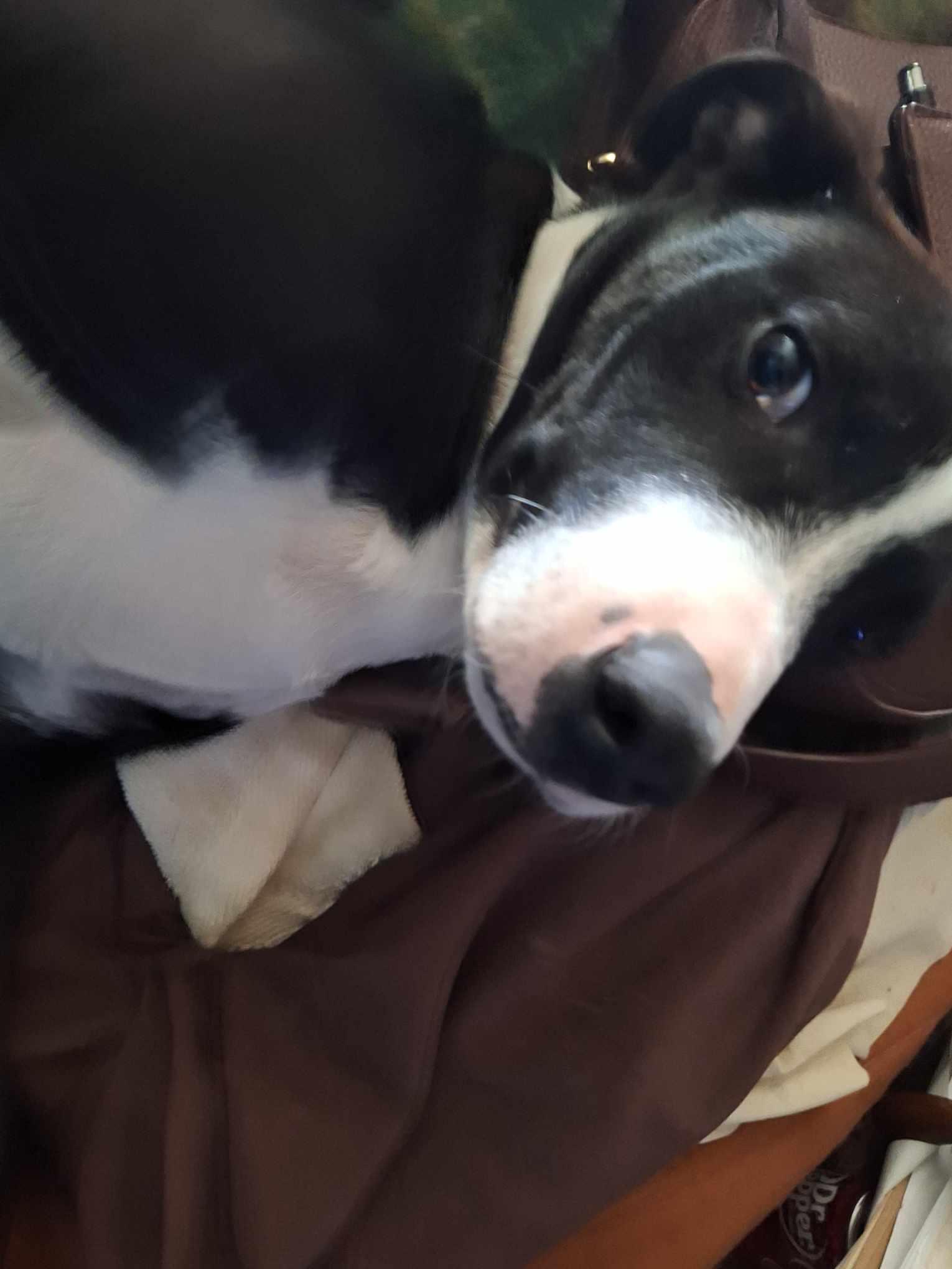 Enlarge Jingle, a Adoptable mixed breed in Piney Flats, TN image 4/4