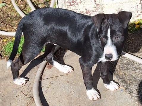 Jingle, a Adoptable mixed breed in Piney Flats, TN image 4/6