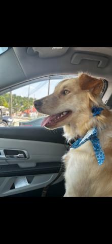 Enlarge Pearl (Courtesy Post), an adopted Mixed Breed in Talbott, TN image 1/3