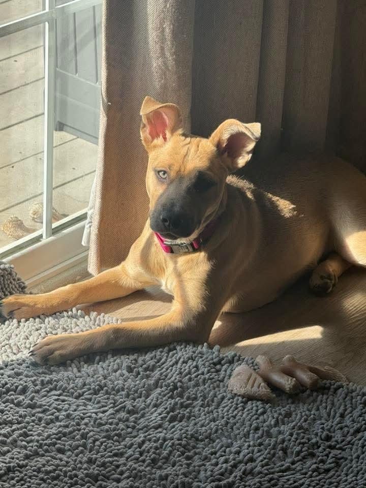 Enlarge Skye, a ADOPTABLE mixed breed in East Peoria, IL image 2/2