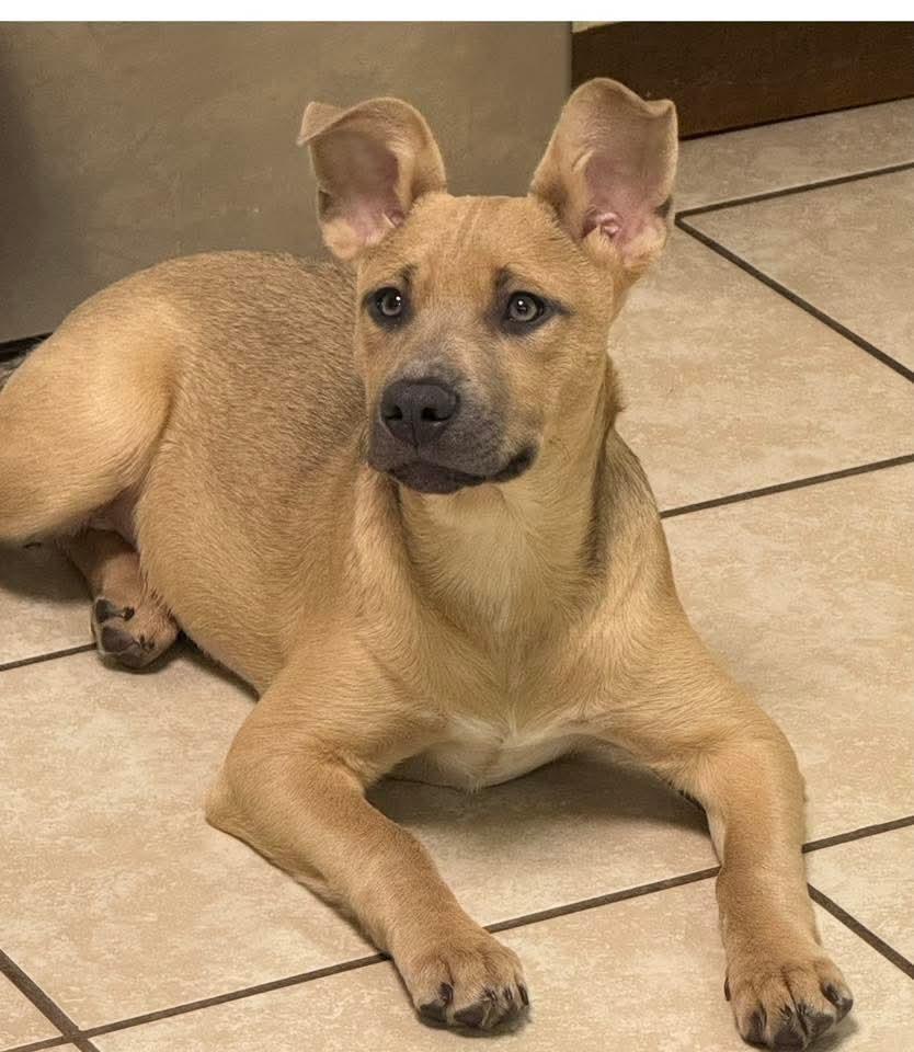 Skye, ADOPTABLE, Young Female German Shepherd Dog.