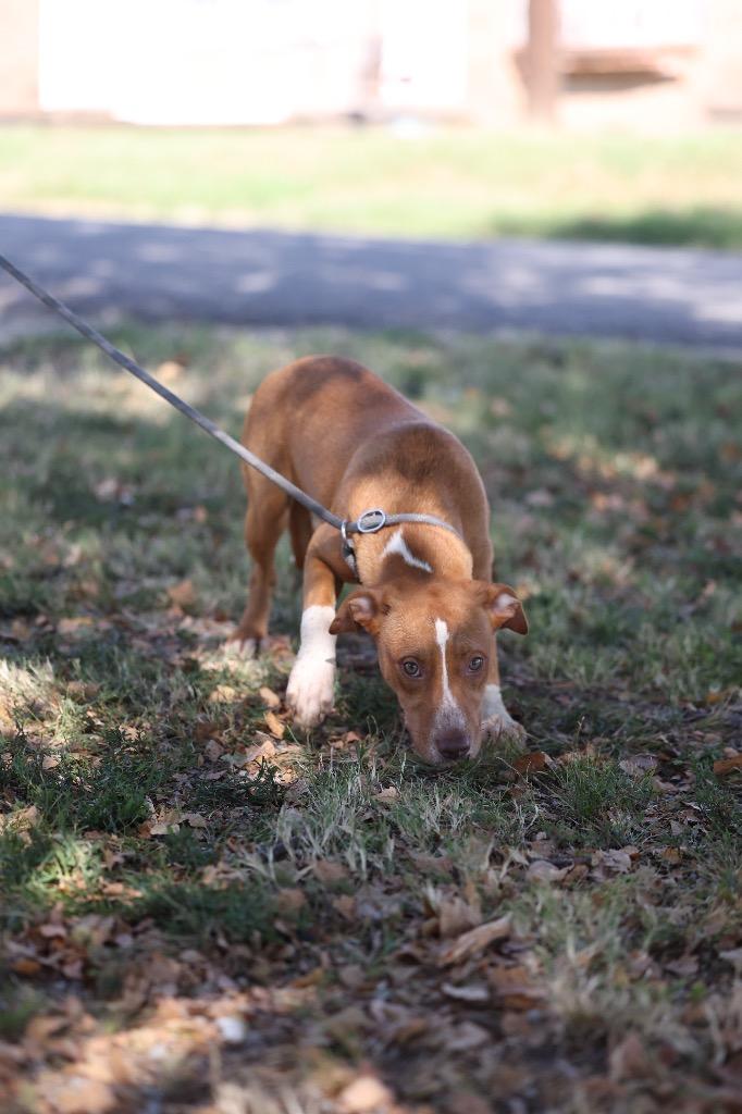 Nora, Adoptable, Puppy Female Terrier & Mixed Breed.