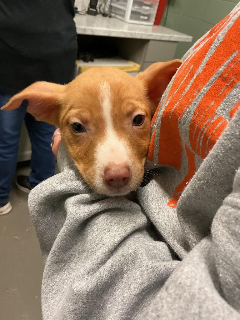 Nora, Adoptable, Puppy Female Boxer & Pit Bull Terrier.