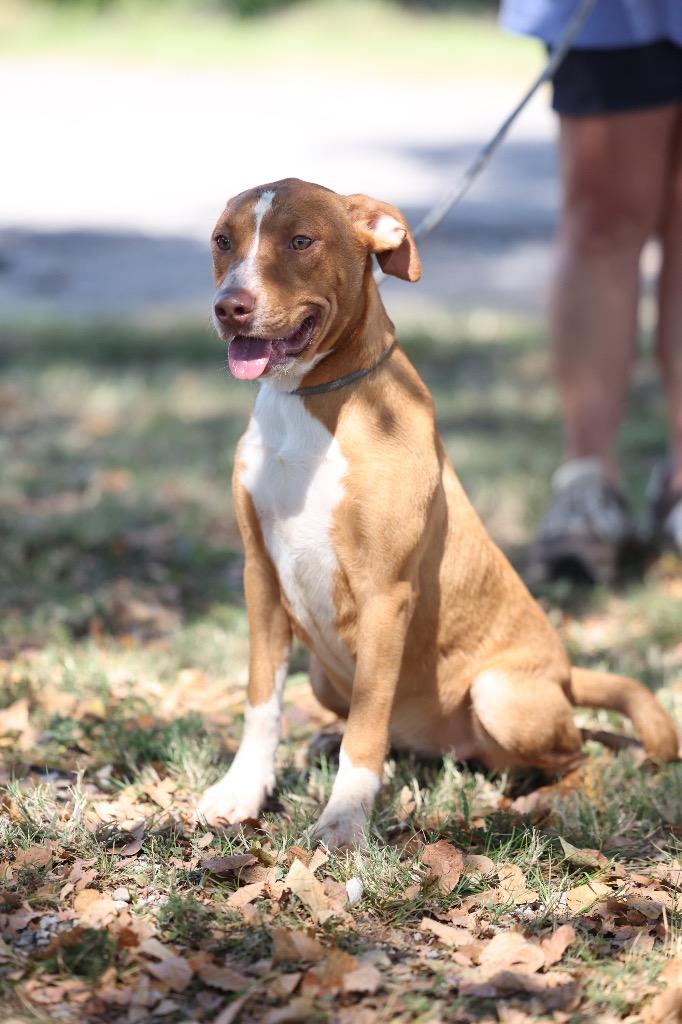 Enlarge Nora, a Adoptable mixed breed in Dyersburg, TN image 3/4