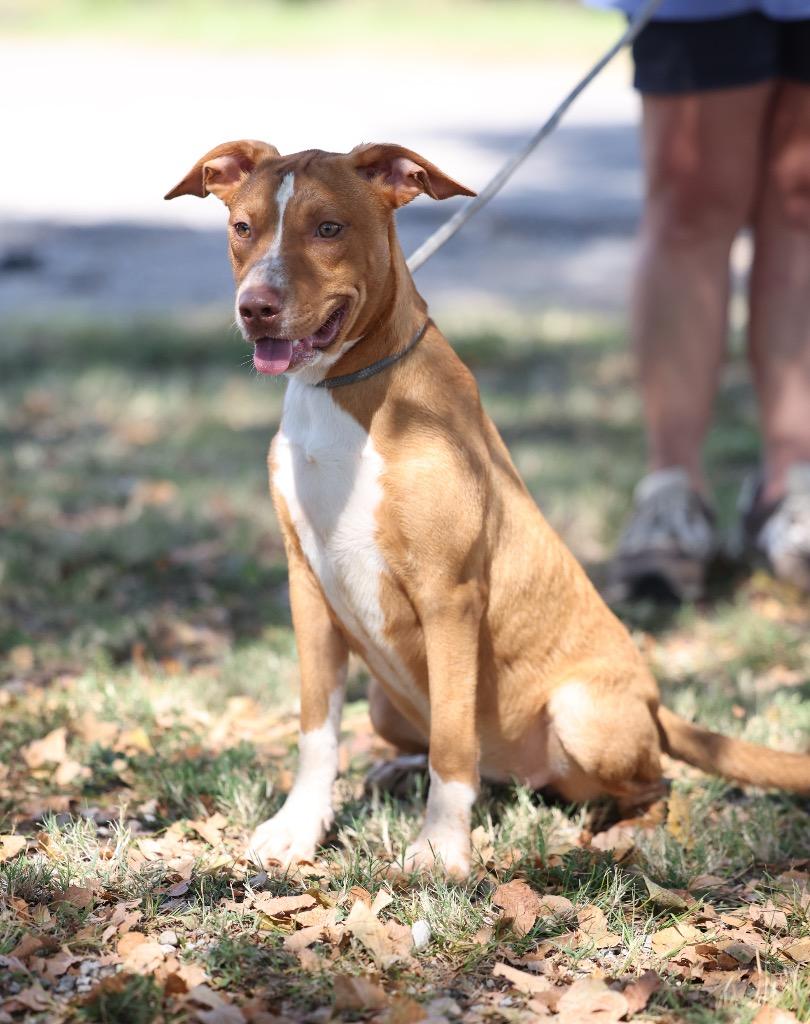 Enlarge Nora, a Adoptable mixed breed in Dyersburg, TN image 4/4