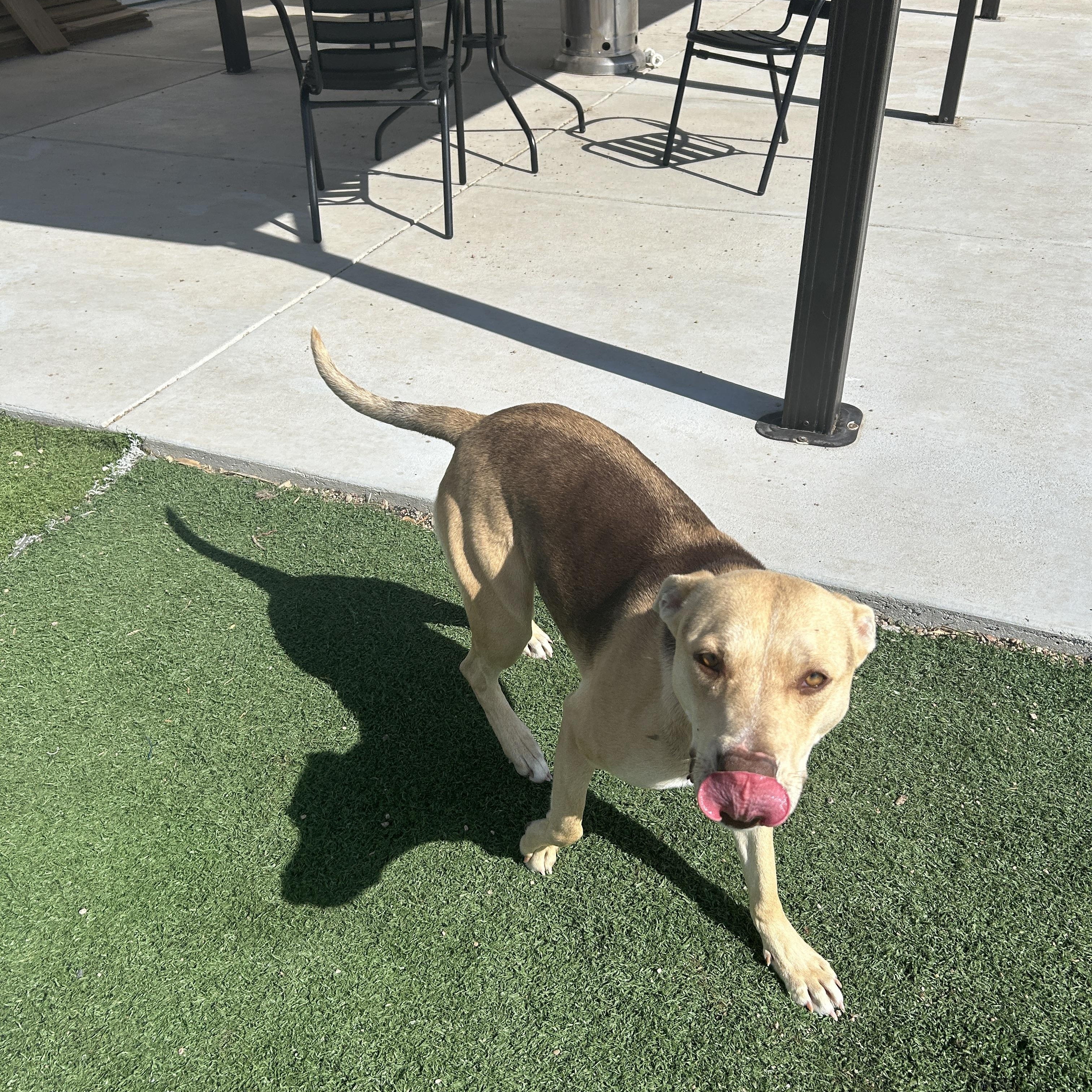 Enlarge Sofia, a ADOPTABLE mixed breed in Seward, NE image 1/2