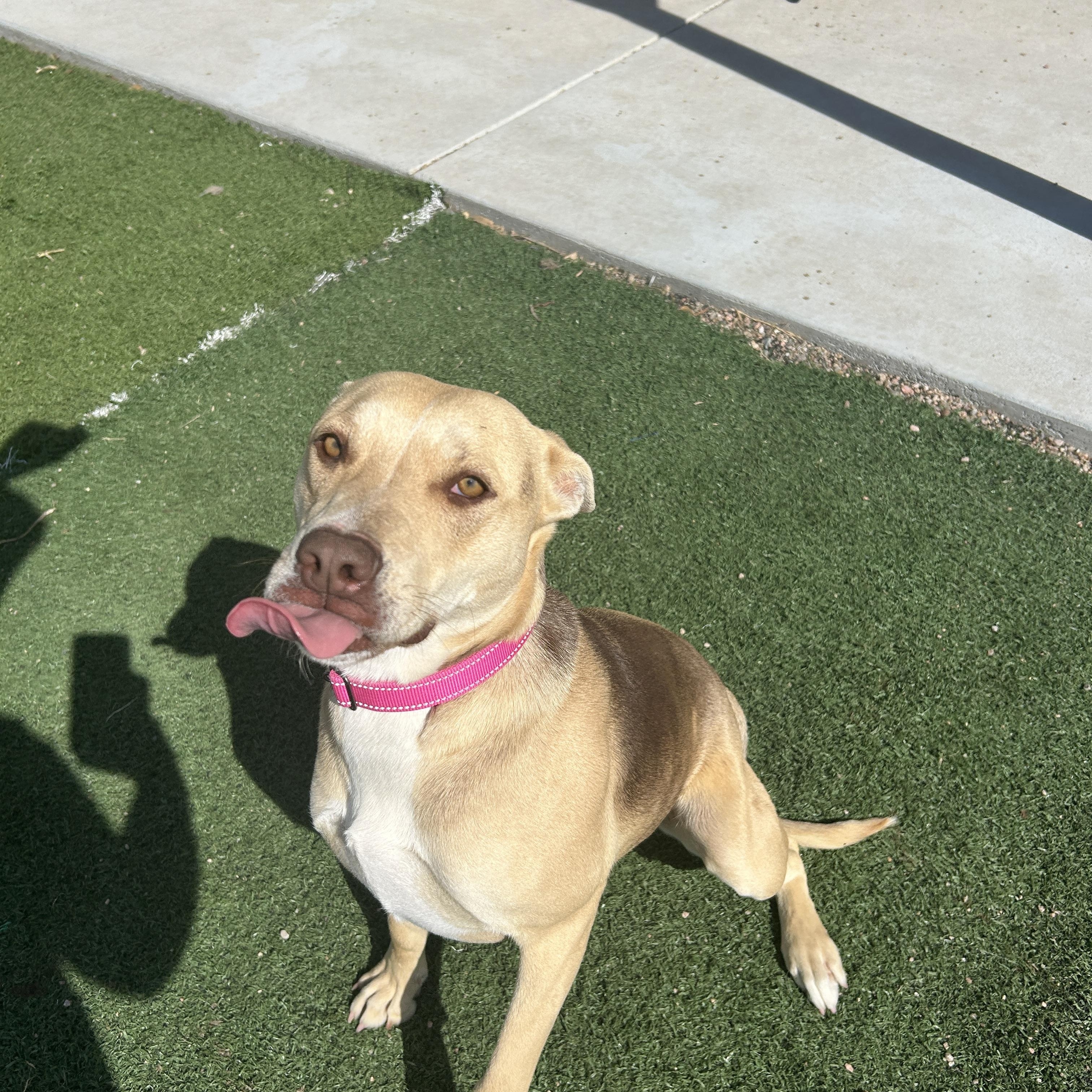 Enlarge Sofia, a ADOPTABLE mixed breed in Seward, NE image 2/2