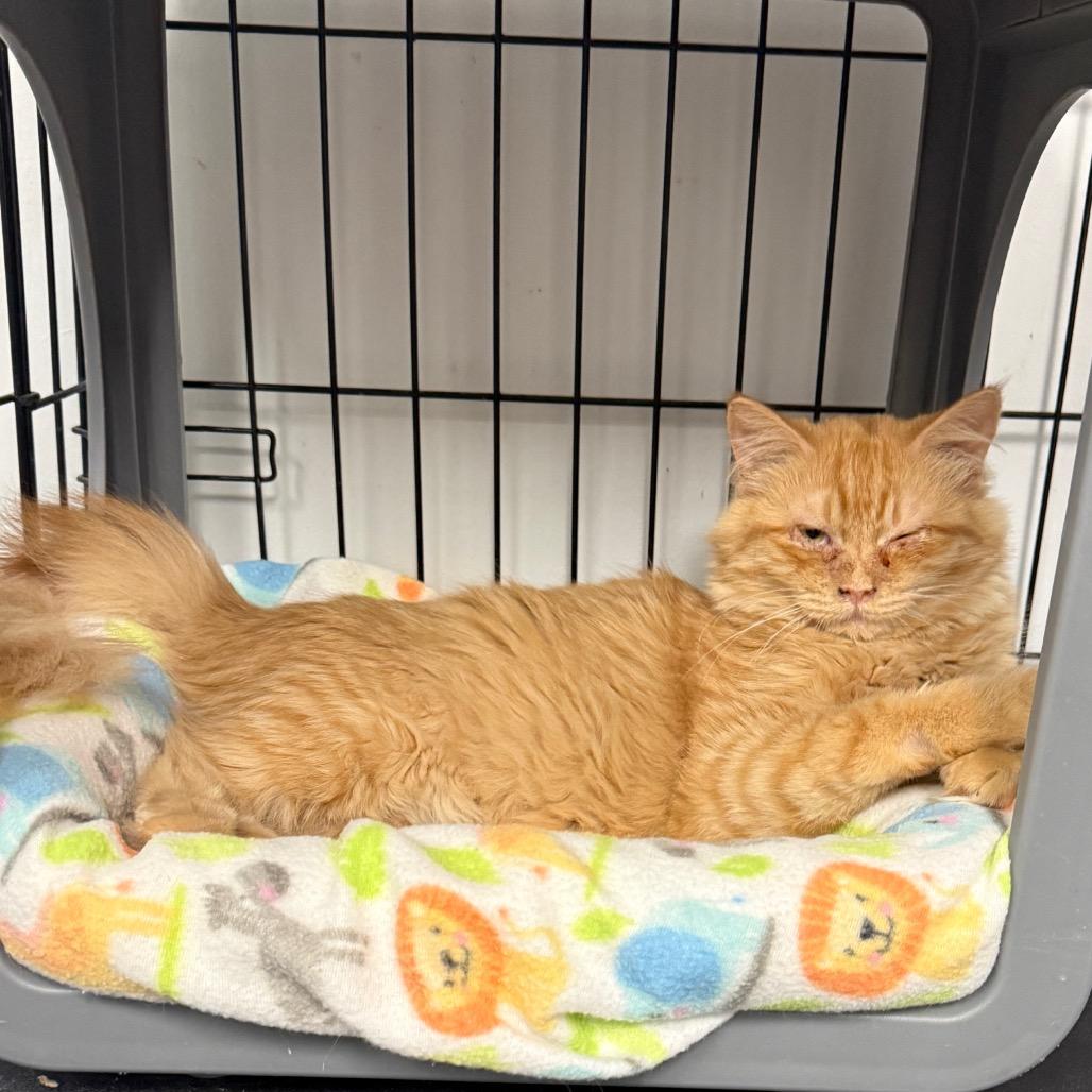 Enlarge Ginger, a Adoptable Domestic Short Hair in Houston, TX image 1/1