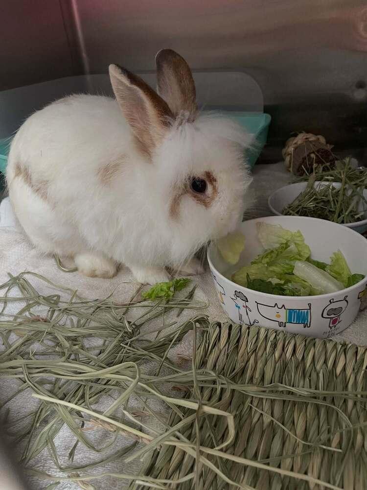 Enlarge Bunita, a Adoptable mixed breed in Naples, FL image 1/6