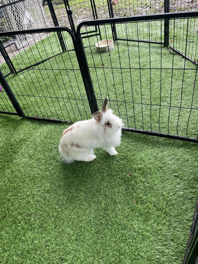 Enlarge Bunita, a Adoptable mixed breed in Naples, FL image 2/6