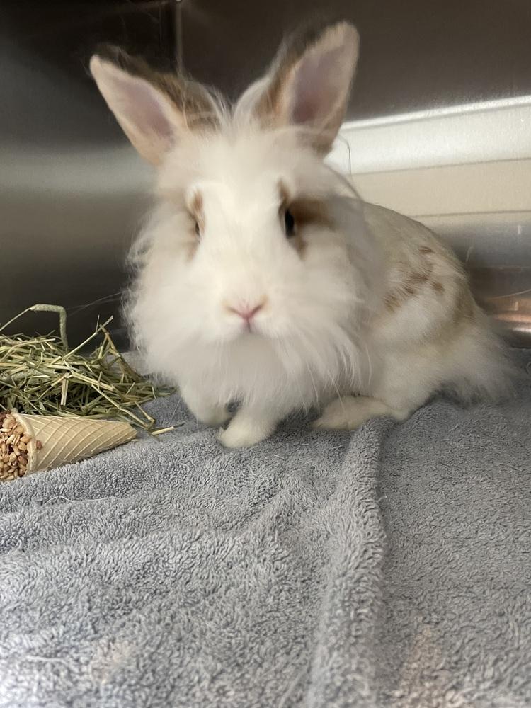 Enlarge Bunita, a Adoptable mixed breed in Naples, FL image 4/6